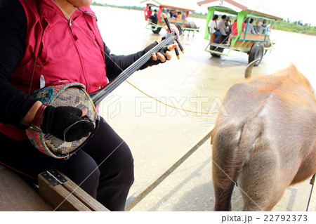 由布島の水牛 22792373