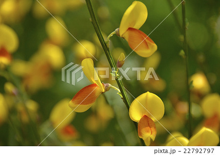 ほおべにえにしだ 22792797