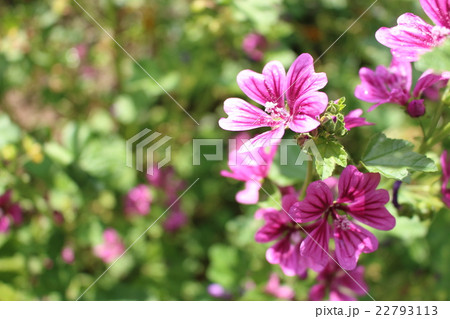 ウスベニアオイ ウスベニアオイ 22793113