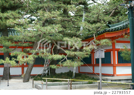 平安神宮の植木の剪定 平安神宮の植木の剪定 22793557