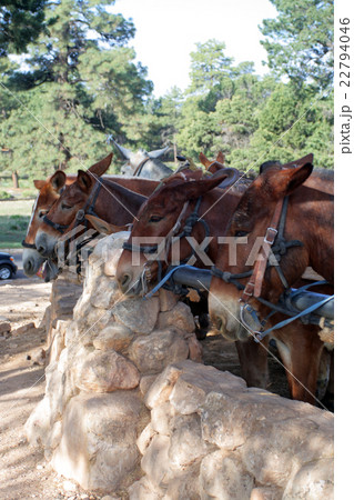 Mule at the Grand Canyon National Park.. Mule at the Grand Canyon National Park.. 22794046