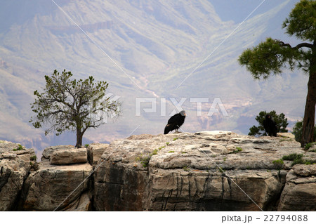 California Condor at Grand Canyon.. 22794088