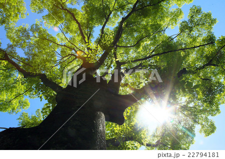 若葉の季節 22794181