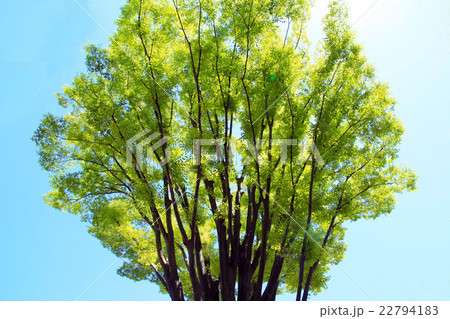 若葉の季節 22794183