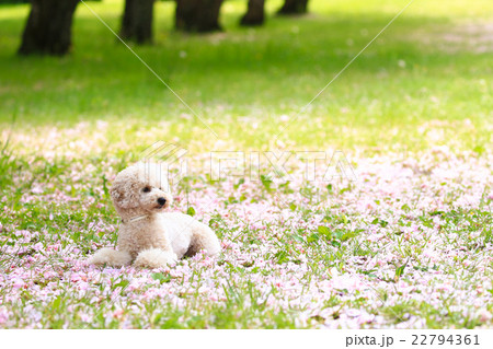 花びらの絨毯だね♪ 22794361