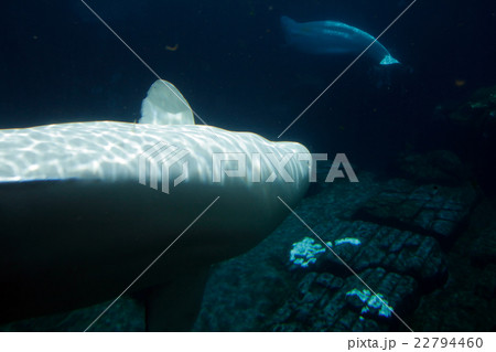 White Beluga Whale .. 22794460