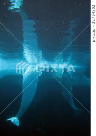 White Beluga Whale .. 22794502