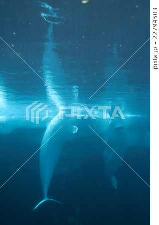White Beluga Whale .. 22794503