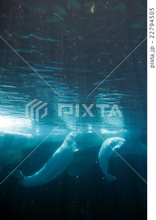 White Beluga Whale .. 22794505
