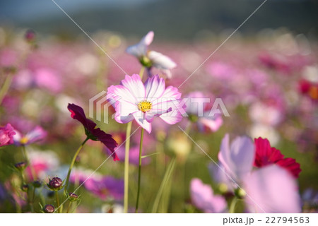 奈良藤原京跡のコスモス畑の写真素材