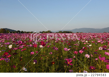 奈良藤原京跡のコスモス畑の写真素材