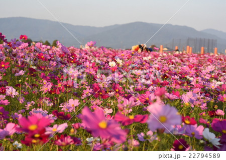 奈良藤原京跡のコスモス畑の写真素材