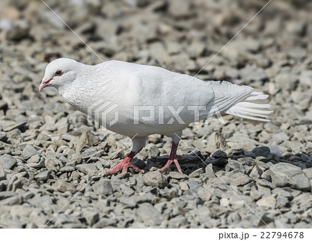 White Release Dove 22794678