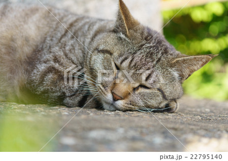 猫 猫 22795140