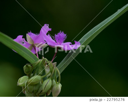 雨に濡れた紫露草 22795276
