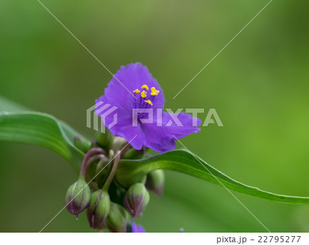 雨に濡れた紫露草 22795277