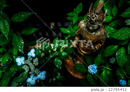 あじさい と 仏像 あじさい と 仏像 22795452