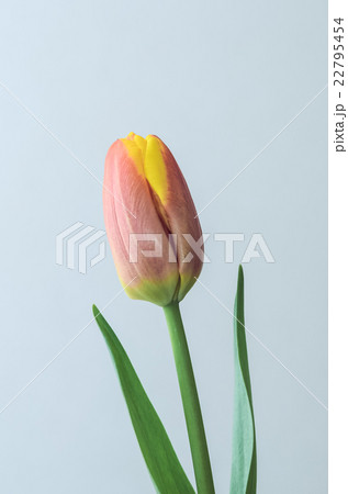 チューリップ チューリップ 22795454