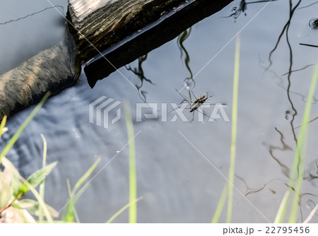 アメンボ アメンボ 22795456