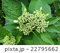 アジサイのつぼみ 22795662