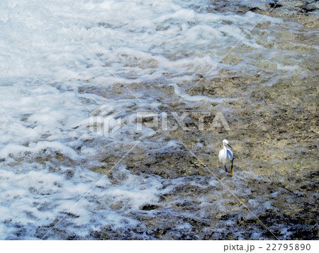 滝のコサギ 滝のコサギ 22795890
