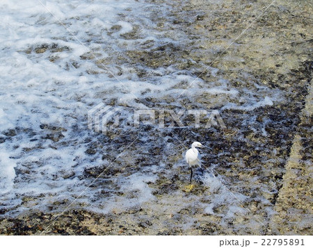 滝のコサギ 22795891