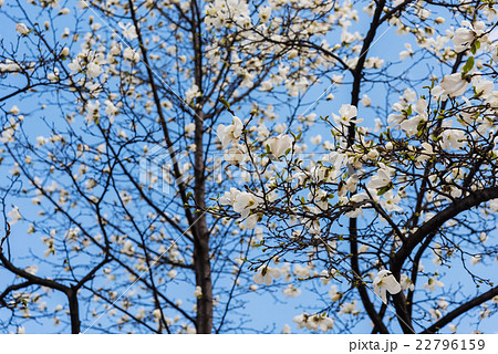 Magnolia stellata or Japanese HIME-KOBUSHI flower Magnolia stellata or Japanese HIME-KOBUSHI flower 22796159