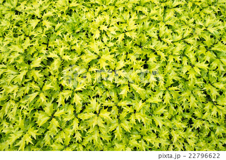 黄緑が爽やかなトゲトゲの葉っぱの写真素材