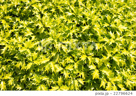 黄緑が爽やかなトゲトゲの葉っぱの写真素材