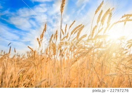 Wheat ears on the field 22797276