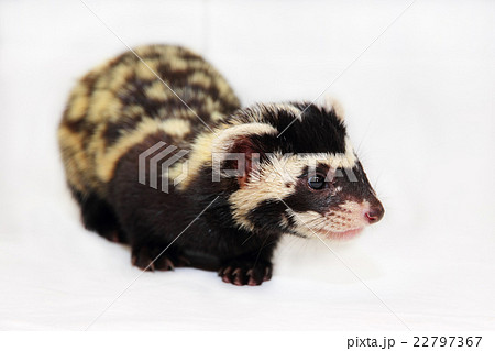 Marbled polecat (Vormela peregusna) on white Marbled polecat (Vormela peregusna) on white 22797367