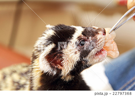 Marbled polecat (Vormela peregusna) feeding  22797368