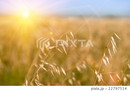 barley ears on the field 22797514