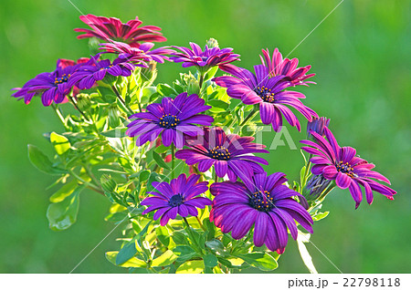 オステオスペルマム オステオスペルマム 22798118