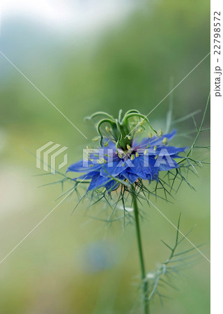 クロタネソウ 22798572