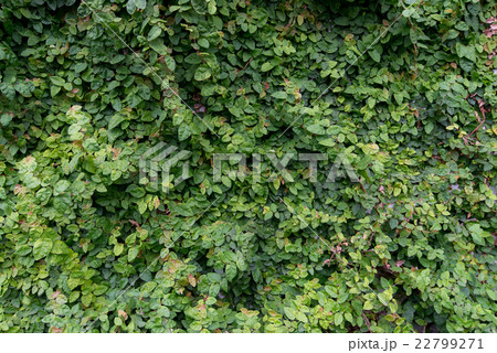テクスチャー 緑の塀 植物 グリーン 外壁 ヒートアイランド対策 断熱 テクスチャー 緑の塀 植物 グリーン 外壁 ヒートアイランド対策 断熱 22799271