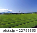 開聞岳と茶畑（鹿児島県南九州市頴娃町） 22799363