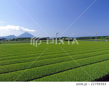 開聞岳と茶畑（鹿児島県南九州市頴娃町） 22799363