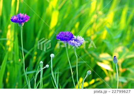 ヤグルマギク 22799627