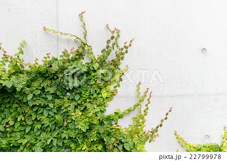 テクスチャー 緑を養生中の塀 テクスチャー 緑を養生中の塀 22799978
