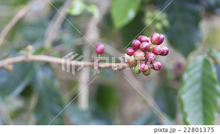 Coffee beans ripening 22801375