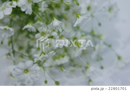 カスミソウ 22801701