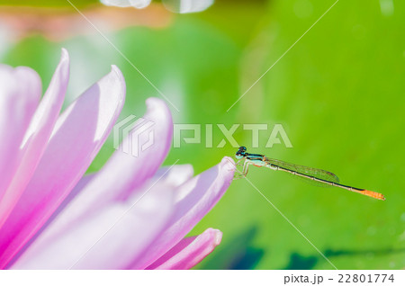 イトトンボ イトトンボ 22801774