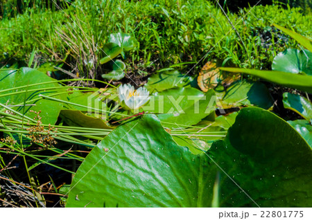 イトトンボ 22801775