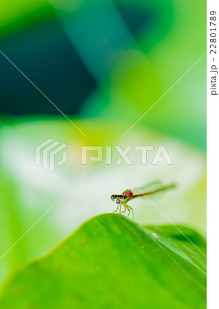 イトトンボ イトトンボ 22801789