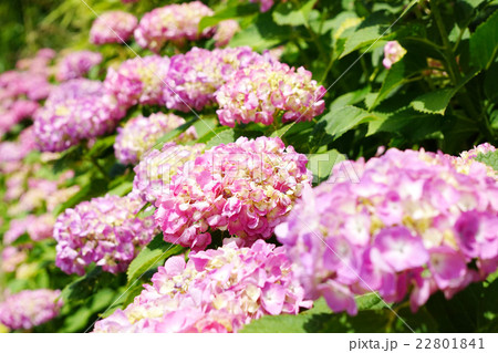 あじさい 22801841