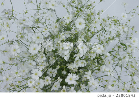 カスミソウ 22801843