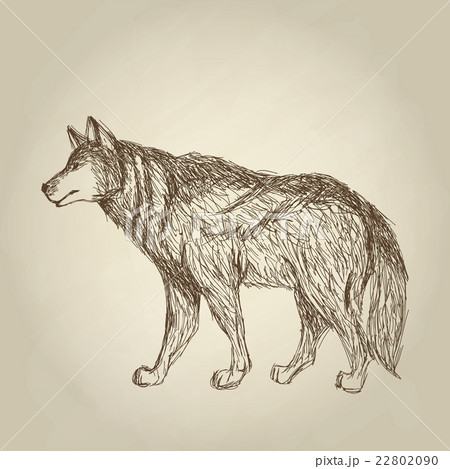 Wolf design. Animal concept.Wildlife animal Wolf design. Animal concept.Wildlife animal 22802090