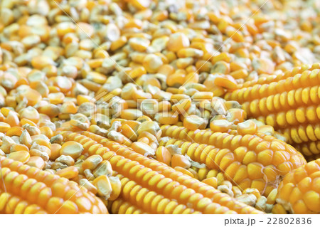 Corn grains for food industry Corn grains for food industry 22802836