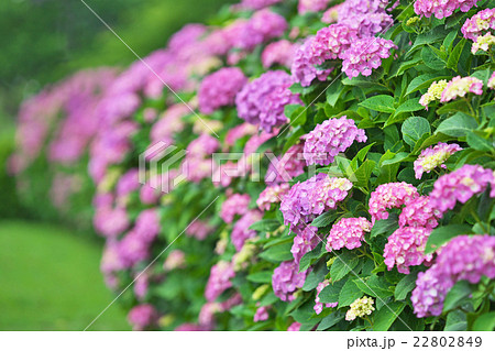 赤い紫陽花の花の写真素材